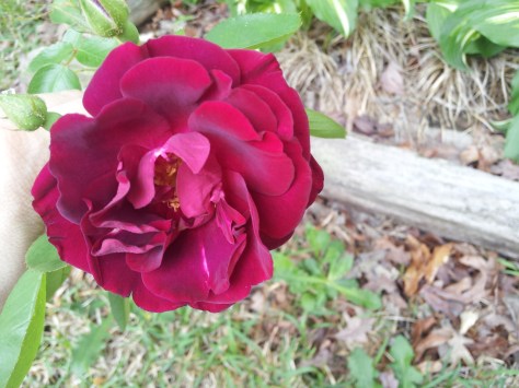 2013-05-02 12.57.56(2)