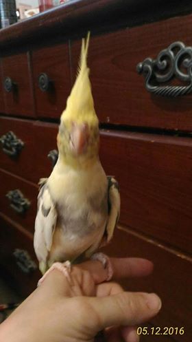 13178922_10154091426490928_6176945116526035926_n